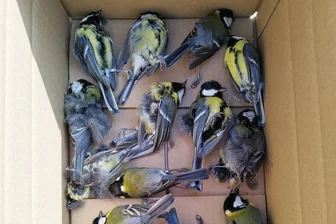 Todesfalle für Meisen: Vögel brechen sich in Scharen an Leipziger Rathaus das Genick - Diese Meisen knallten gegen die Glasverbindungsbrücke des Technischen Rathauses in Leipzig und verendeten.