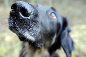 Tödlicher Köder: Polizei ruft Tierbesitzer zur Vorsicht auf -