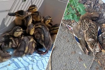 Tödliches Entendrama in Chemnitz: Tierretter fassungslos über Ignoranz auf der Straße - Tödliches Drama auf der Leipziger Straße in Chemnitz: Eine Entenmutter und drei ihrer Küken starben.