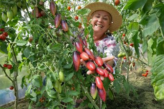 Tomatenqueen zeigt im Schützenhaus Hohenstein-Ernstthal „Tomaten aus aller Welt“ - Am Sonntag präsentiert Tomatenqueen Swetlana Hüttner im Schützenhaus „Tomaten aus aller Welt“.