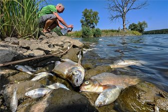 Tonnenweise Fischkadaver in der Oder: Eine tote Lebensader - Viele tote Fische treiben im Wasser des Nationalparkes Unteres Odertal nördlich der Stadt Schwedt. 