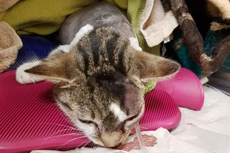 Tote Katze: Tierschutzverein Zwickau verdoppelt Belohnung auf 2000 Euro - Die Katze hatte eine markante Zeichnung über dem linken Auge.