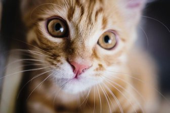 Tote Katzenbabys entdeckt - Polizei prüft Tierquälerei - 