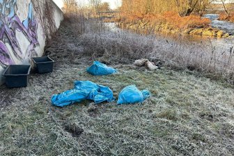 Tote Schafe in Königsfeld und Frankenberg: Heiße Spur über Ohrmarke verliert sich - Am 27. Dezember wurden an der Zschopauaue in Frankenberg die Reste mehrerer Schafe gefunden. Auch in Königsfeld stellte man vor kurzem fest, dass Schlachtabfälle illegal entsorgt wurden.