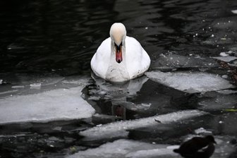 Tote Schwäne an der Talsperre Pöhl: Landratsamt bestätigt Fall von Vogelgrippe im Vogtlandkreis - Ein Schwan schwimmt zwischen Eisschollen (Symbolbild). An der Pöhl sind jetzt zwei Schwäne an den Folgen einer Vogelgrippe-Infektion verendet.