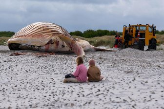 Toter Buckelwal geborgen: Bald beginnt die Spurensuche - Die Bergung ist geschafft: Jetzt liegt der tote Buckelwal im Sand.