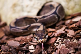 Toter Königspython in Zwickau: Tierschutzorganisation Peta setzt Belohnung aus - Ein Königspython wurde am Donnerstag in einem Wald in Zwickau gefunden.