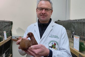 Toter Schwan in Hartmannsdorf: Geflügelpest nachgewiesen - Preisrichter Frank Schlechte hat am Freitag Tauben begutachet, die am Wochenende bei der 27. Steiner Chemnitztalschau in Stein (Wiederau) gezeigt werden.
