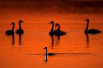 Toter Schwan in Mittweida gefunden -
