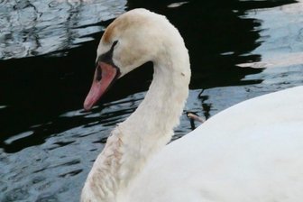 Toter Schwan vom Zwickauer Schwanenteich: Geflügelpest scheidet als Todesursache aus - Der Anfang Januar auf dem Zwickauer Schwanenteich verendete Schwan.