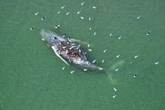 Toter Wal bei Dänemark: Ist es der Ostsee-Buckelwal? - Ein Toter Wal wurde vor der dänischen Insel Anholt entdeckt.
