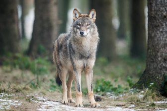 Toter Wolf in Penig und gerissenes Reh in Hainichen – Neue Spuren in Mittelsachsen - Ist Mittelsachsen nun auch sein Revier? Ein Wolf im Wald, hier allerdings in einem Wildgehege (Symbolfoto).