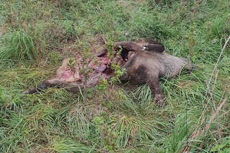 Totes Wildschwein entdeckt: Was Spaziergänger wissen müssen - Lieber nicht so nah rangehen.