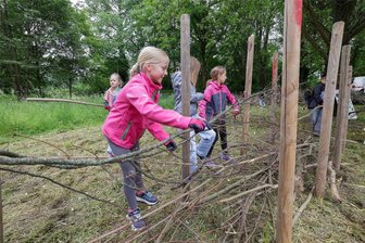 Totholzhecke für mehr Leben auf der Blühwiese in Hohenstein-Ernstthal - 20 Drittklässler haben sich am Montag kräftig angepackt und eine sogenannte Benjeshecke errichtet. Laut Experten ist das ein wertvoller Beitrag für den Umweltschutz.