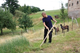 Tradition trifft Technik: Was einen 18-jährigen Niederalbertsdorfer am Sensen fasziniert - Karl Götz beim Grashauen. Aufgewachsen ist er zwischen Crimmitschau und Werdau.