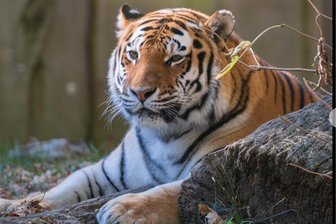 Tragödie im Schweriner Zoo: Tigerin aus Leipzig ertrinkt vor Augen der Besucher - Das in Leipzig geborene Tigerweibchen Angara ist im Schweriner Zoo ertrunken.