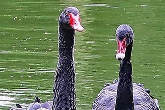 Trauer bei Trauerschwänen in Crimmitschau: Männchen musste eingeschläfert werden - Ein Glück von kurzer Dauer: Das Männchen lebt nicht mehr.