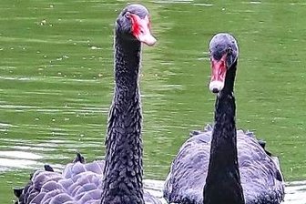 Trauer bei Trauerschwänen: Männchen eingeschläfert - Ein Glück von kurzer Dauer: Das Männchen lebt nicht mehr. 