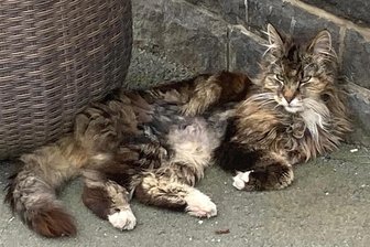Trauer um einen berühmten Oelsnitzer: Kater Erik ist tot - So bleibt Erik bei den Oelsnitzern im Herzen: Das Foto entstand am 12. Juni mittags vor der Konditorei Viereck.