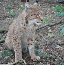 Trauer um Luchs aus Wildgatter Oberrabenstein -