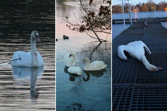 Trauer um Zwickauer Wappentier: Hätte der Tod des Schwans verhindert werden können? - Bilder vom Zwickauer Schwanenteich (von links): Der Schwan mit Stock im Gefieder; andere Schwäne versuchen sich um das verletzte Tier zu kümmern; der tote Schwan, nachdem er aus dem Wasser geborgen wurde.