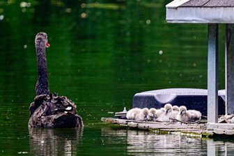 Trauerschwäne im Tiergehege Crimmitschau haben kuschligen Nachwuchs -