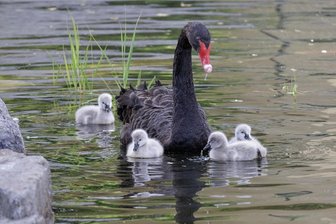 Trauerschwan-Paar im Erzgebirge hat kein Glück mit dem Nachwuchs - Bild aus besseren Tagen: Die kleinen Schwäne mit einem Elternteil auf dem Rathausteich.