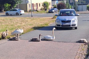 Traurige Nachrichten von Limbacher Schwanenfamilie - Diese Schwanenfamilie legte in Limbach-Oberfrohna in den vergangenen Wochen teilweise den Verkehr lahm.