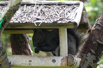 Treffpunkt für Eichhörnchen & Co. -