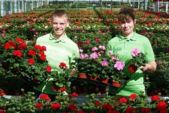 Trend setzt sich fort: Beginn der Balkonsaison beschert Drebacher Gärtnerei schon jetzt großen Andrang - Als Mitarbeiter der Gärtnerei Gärtner haben Aaron Weber (links) und Lenny Datemasch derzeit viel zu tun. Vor allem Pelargonien sind gefragt.