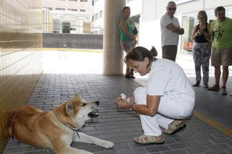 Treue Hündin: Maya wartet vor spanischem Krankenhaus auf ihr Frauchen -