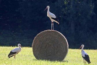 Trio legt Pause eine - 