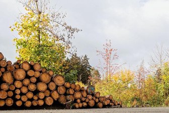 Trocknet der Plauener Stadtwald aus? - Plauen ist einer der größten Waldbesitzer Sachsens. Geprägt ist der Bestand von sterbenden Fichten-Monokulturen, er sieht dementsprechend etwas gerupft aus. Der Umbau in robusten Mischwald ist im Gang. 