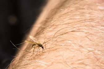 Tropenviren im Körper? Nach Rückkehr Mückenstiche vermeiden - Mücken können nicht nur Krankheiten übertragen - sie können sich beim Stich auch erst infizieren und Viren dann an andere Menschen weitergeben.