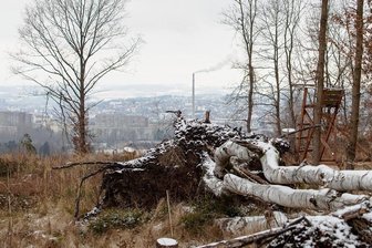 Trotz alter und neuer Sorgen: Plauens Wald soll Geld abwerfen - Plauens Stadtwald hat seit 2018 sein Bild verändert und weist viele Lücken auf. Im Bild: der Voigtsgrüner Wald, nahe der Autobahn 72. 