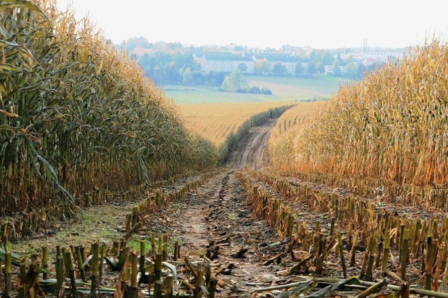 Trotz ausreichend Regen: Landwirte im Vogtland beklagen die schlechteste Ernte seit zehn Jahren - Ernteschneisen, die zur Bejagung von Schwarzwild dienen, hat ein Landwirt hier bei Treuen schon geschnitten. Ein Teil des Maises steht aber noch auf den Feldern. Die Frostschäden sind deutlich erkennbar. 