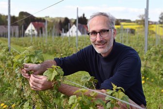 Trotz Bio-Boom: Erzeuger weiter unter Druck - Elgar von Bernuth auf einer jüngst angelegten Beerenplantage. Mit seiner Frau Katja bewirtschaftet der 52-jährige 9000 Quadratmeter, auf denen unter anderem rote, weiße und schwarze Johannisbeeren sowie Stachelbeeren und Himbeeren wachsen. In Summe gibt es in Mittelsachsen 8000 Hektar, die ökologisch bewirtschaftet werden.