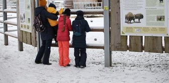 Trotz Corona-Schließzeit mehr als 100.000 Besucher im Tierpark - Das neu gestaltete Wisentgehege ist bei den Tierpark-Besuchern sehrbeliebt. 