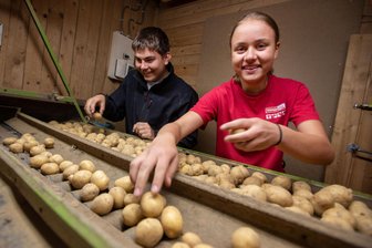 Trotz des Ärgers mit dem Kartoffelkäfer: Bauern im Vogtland bieten erste Frühkartoffeln an - In der Agrarproduktion Reuth gibt es erste Frühkartoffeln. Louis Wurziger und Leni Sammer helfen im Ferienjob beim Sortieren.