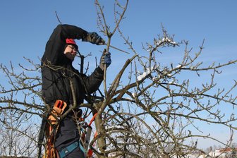 Trotz klirrender Kälte: Was Obstbaum-Besitzer schon jetzt wissen müssen - Für Teilnehmer Sven Kaiser-Partzsch war es nicht der erste Workshop über Obstbaumschnitt. Er hatte eine komplette Ausrüstung für den Baumschnitt mitgebracht.