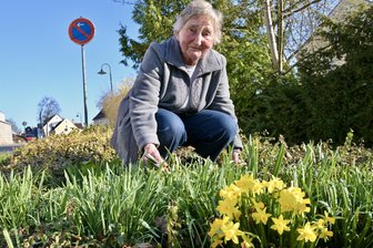 Trotz künstlicher Knie und Rückenschmerzen: Frauen über 80 packen bei Putz-Aktion in Reinsdorf mit an - Ingrid Faustmann, seit wenigen Tagen 84 Jahre alt, hat ein Pflanzbeet in Reinsdorf aufgehübscht.