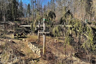 Trotz massiver Sturmschäden: Pöhler Kletterwald will Saison pünktlich starten - Fichten sind ins Kletterwald-Gelände an der Talsperre Pöhl gestürzt. Dennoch soll die Saison pünktlich Ostern beginnen.