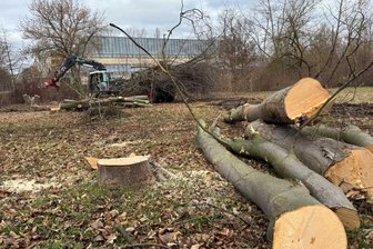 Trotz unklaren Baustart-Termins: Für die neue Sporthalle in Neuplanitz fallen Bäume - Die gefällten Bäume werden zum Abtransport aufgeschichtet.