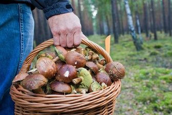 Trotz verspätetem Start: Pilzsaison im Erzgebirge gerettet - Katja Lippmann-Wagner