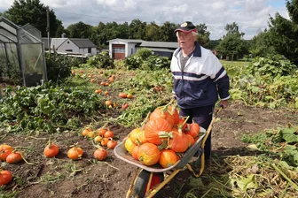Trotz Zwischenfall: Glauchauer „Kürbis-Egon“ fährt Rekordernte ein - Egon Kunze alias „Kürbis Egon“ hat dieses Jahr um die 15 Zentner Hokkaido geerntet.