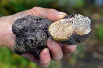 Der Fund von Bernsbach wurde nach einiger Verwirrung inzwischen klar als Karthäusertrüffel bestimmt. 