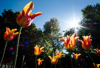 Tulpen sollen Gäste von Landesgartenschau begrüßen -