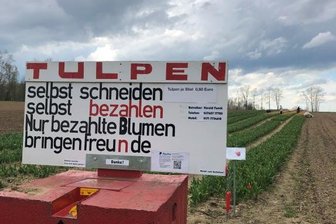 Tulpen zum Selbstpflücken: "Die Ehrlichkeit beträgt nur zwanzig Prozent" - Schilder an den Tulpenfeldern weisen darauf hin, dass die Blumen gezahlt werden müssen.