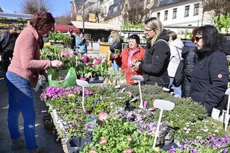 Tulpenmarkt lockt viele Besucher nach Adorf - Viele Besucher deckten sich mit blühenden Pflanzen für den Garten oder Balkon ein.