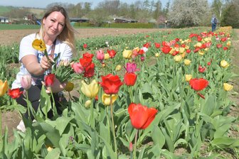 Tulpenmeer zum Selbstpflücken an der B 101 bei Freiberg - Viktoria Baros am Tulpenfeld zum Selberpflücken an der B 101 in Höhe Freiberger Brauhaus.